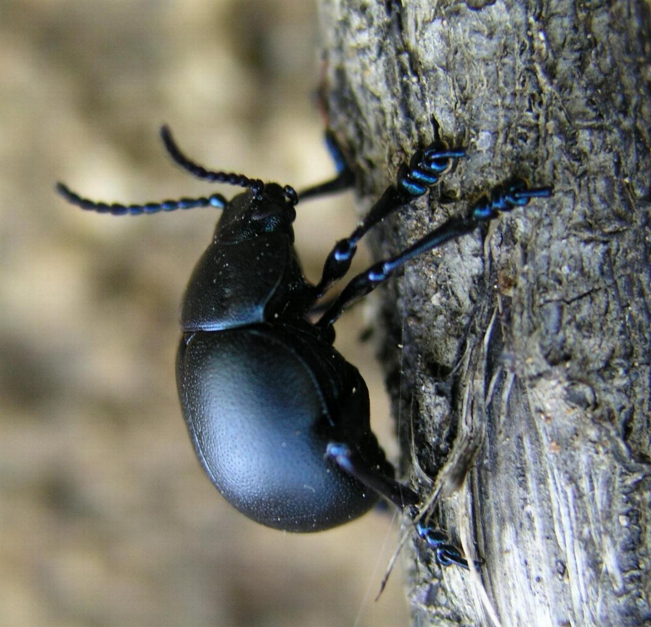 Brachycerus barbarus